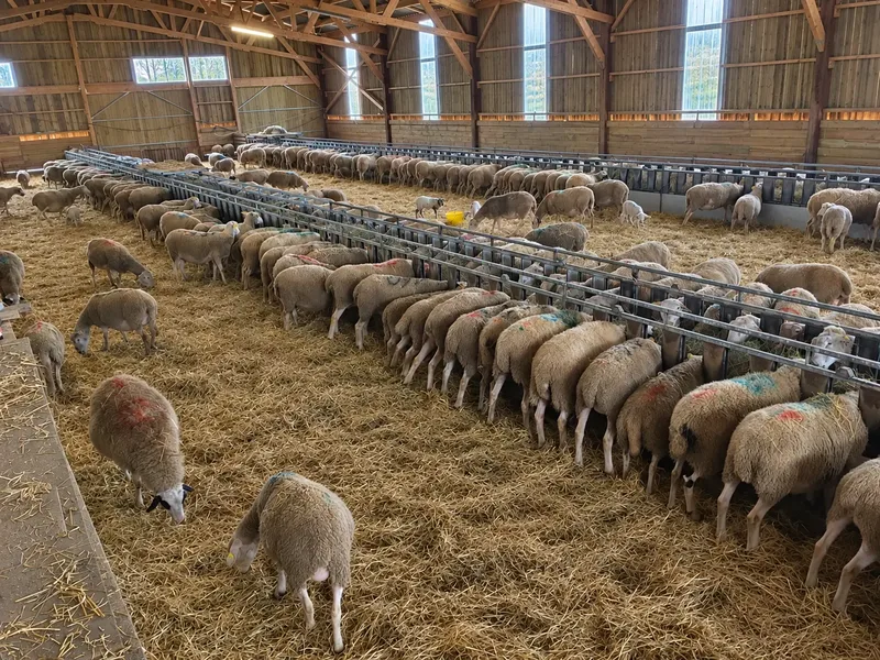 Bergerie en fonctionnement : les animaux à l’auge dans le bâtiment.